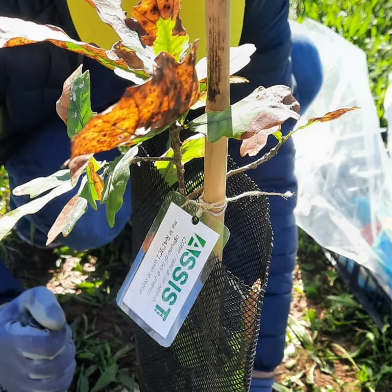 03 Iniziativa Radici Assist Albero